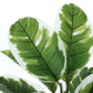 27" Tall Real Touch Artificial Rubber Plant