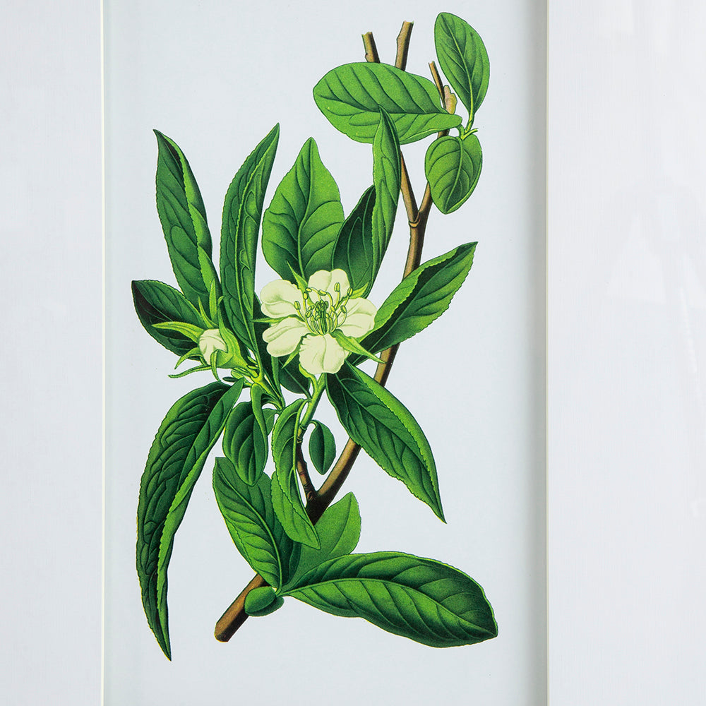 Verdure Elegance™ — Set of 4 Botanical Wall Art Prints