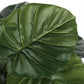 24" Tall Artificial Alocasia Plant