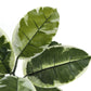 52" Tall Artificial Rubber Tree Indoor Plant