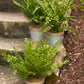 Assorted Fern Plant in Tin Pot with Jute Accent (Set of 3)