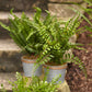 Assorted Fern Plant in Tin Pot with Jute Accent (Set of 3)