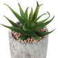 6" Tall Artificial Succulent Plants, Set of 2