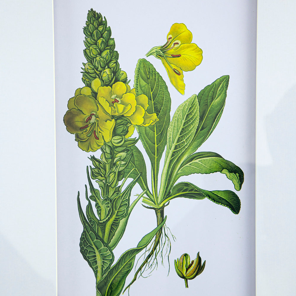 Verdure Elegance™ — Set of 4 Botanical Wall Art Prints