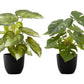 13" Tall Artificial Monstera and Calathea Plants, Set of 2