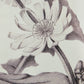 Verdura Botanica: Four-Print Houseplant Pencil Art Set