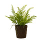 Varigated fern bush with rooted base (set of 2)
