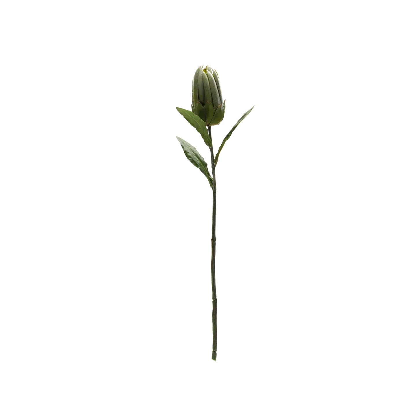 Green Protea Leaf Stem (Set of 6)