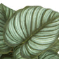 13" Tall Artificial Epipremnum Plants Set of 2