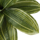 17" Tall Artificial Dracaena Plant, Indoor Faux Greenery