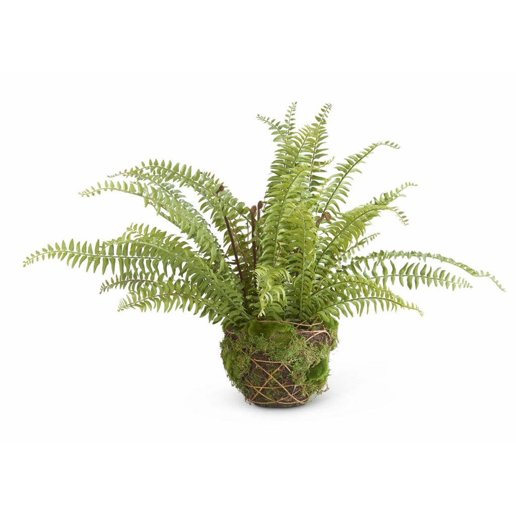 At Home w Jorge Parez Grotto 27 Boston Fern in Moss  Twig Basket
