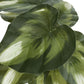 13" Tall Artificial Monstera and Calathea Plants, Set of 2