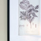 Verdura Botanica: Four-Print Houseplant Pencil Art Set