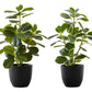 14" Tall Artificial Ficus Plant Set of 2